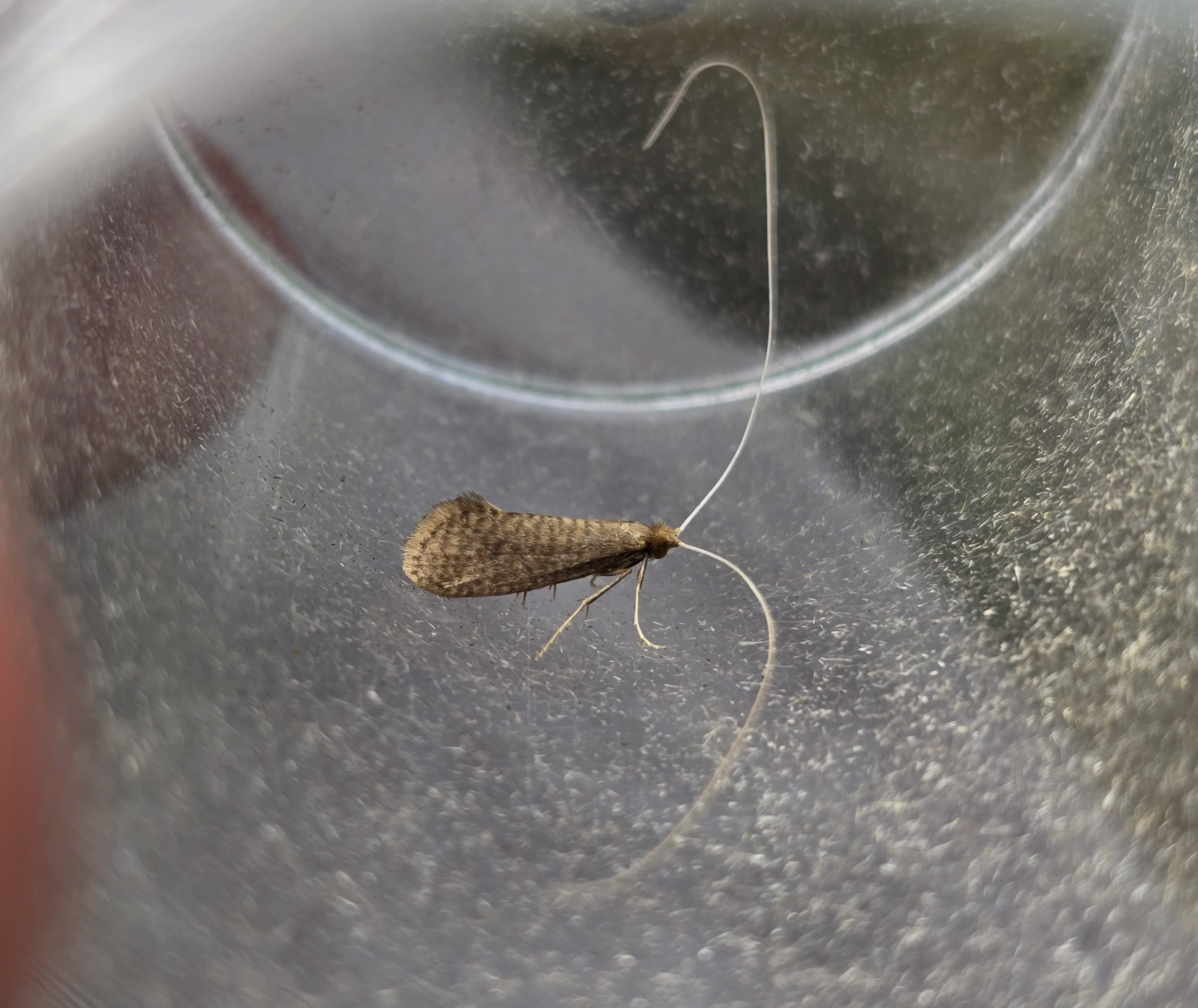 Photo of Buff Long-horn (Nematopogon metaxella)